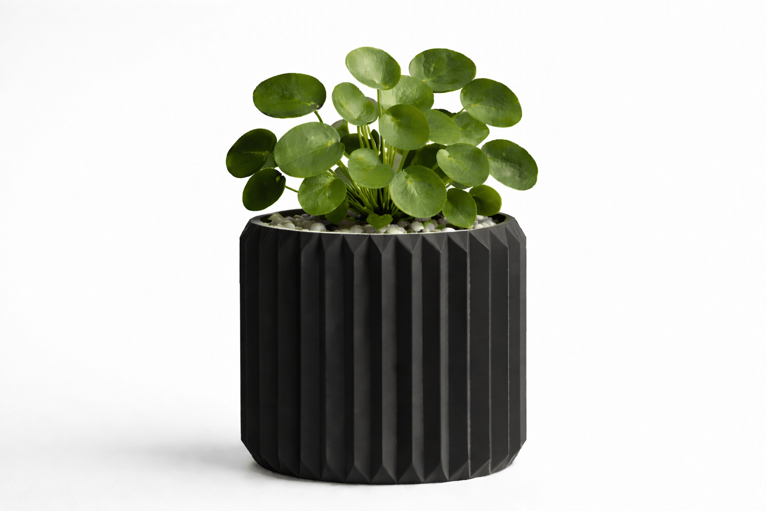 Ribben - Little Plants