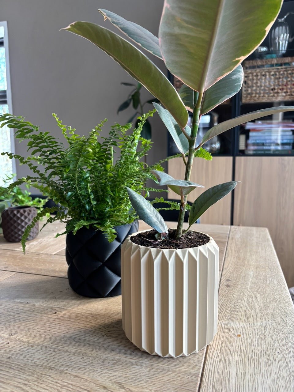 Ribben - Little Plants