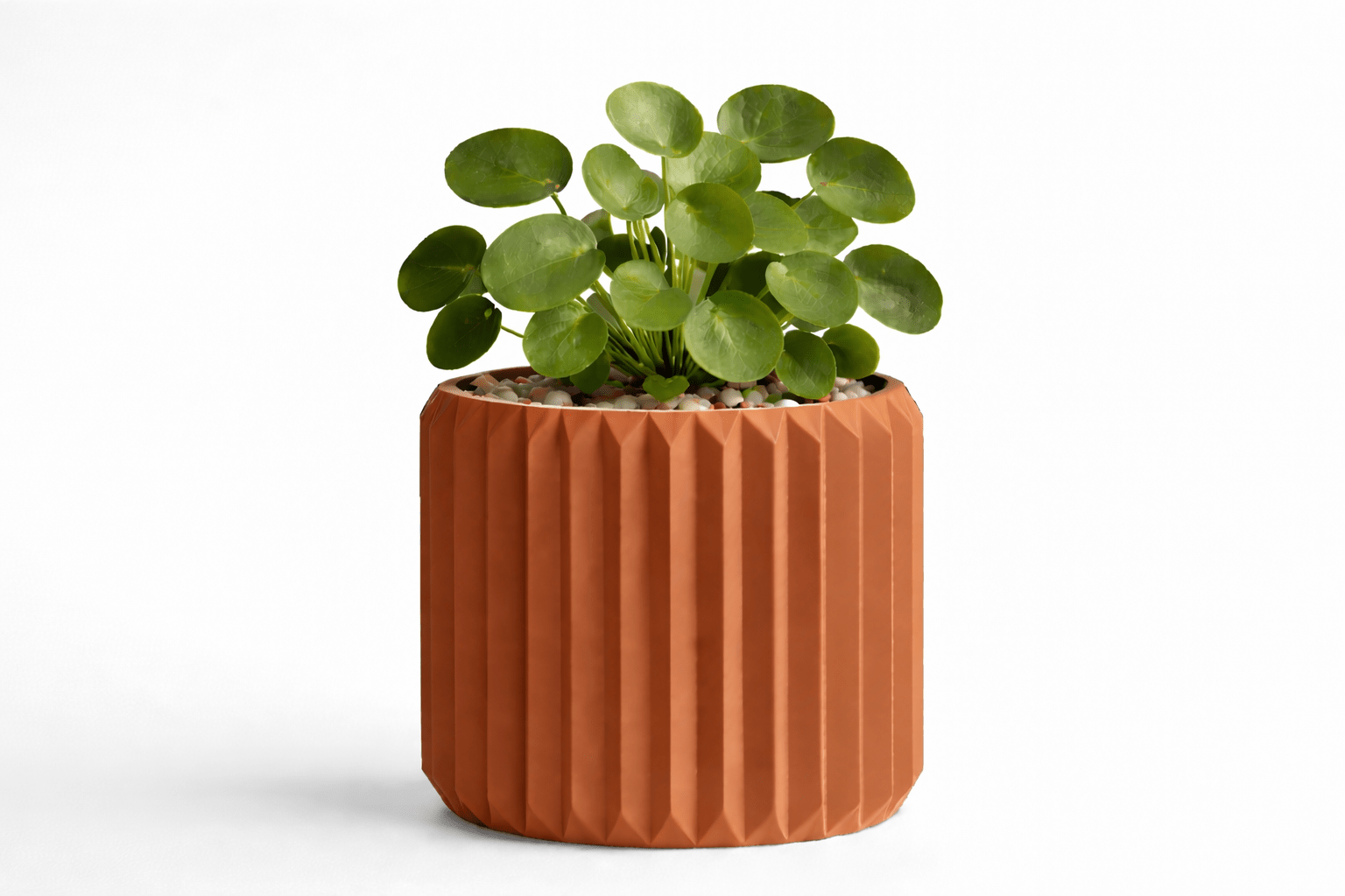 Ribben - Little Plants