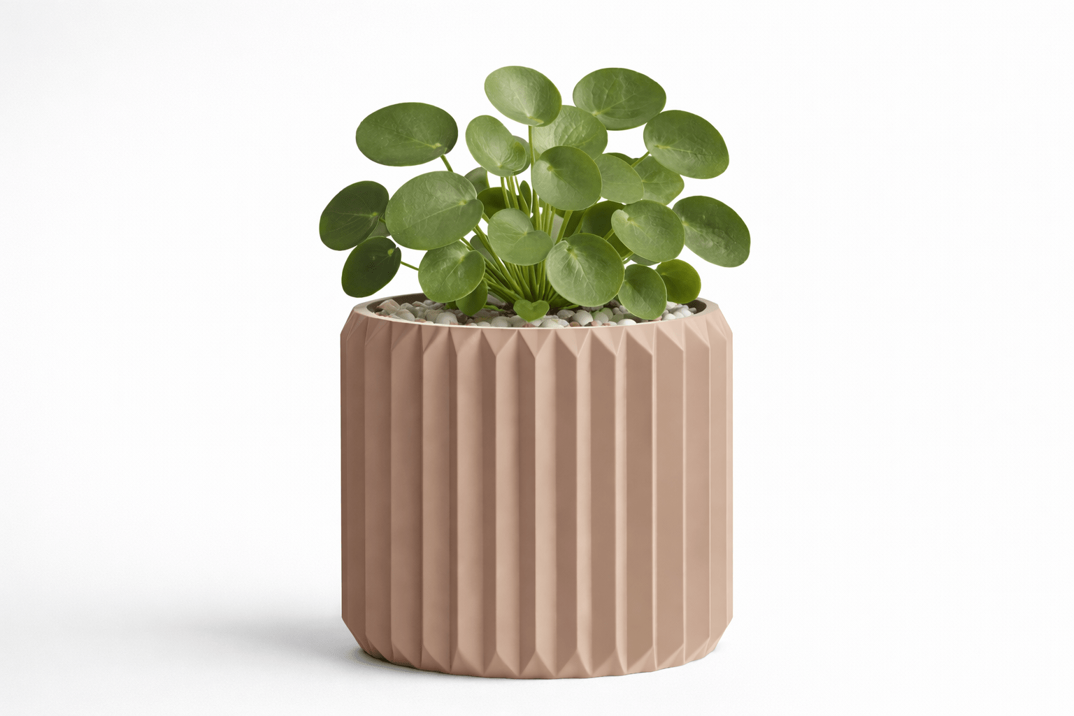 Ribben - Little Plants