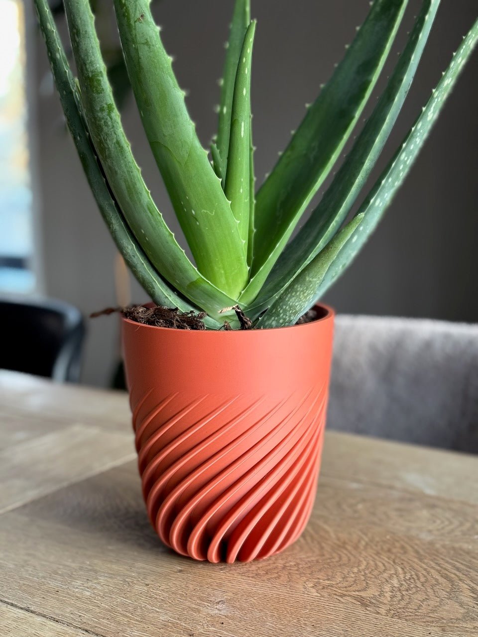 Spiralen - Little Plants