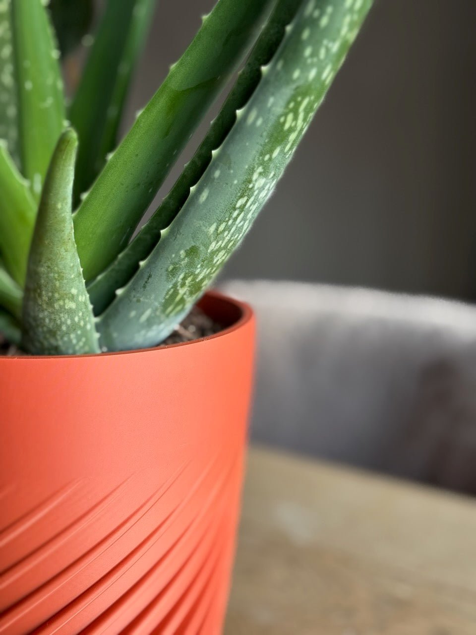 Spiralen - Little Plants