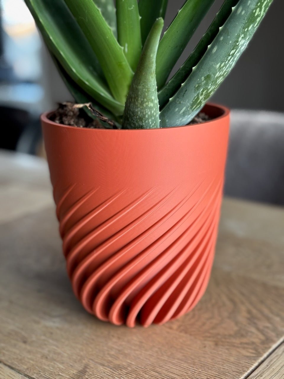 Spiralen - Little Plants