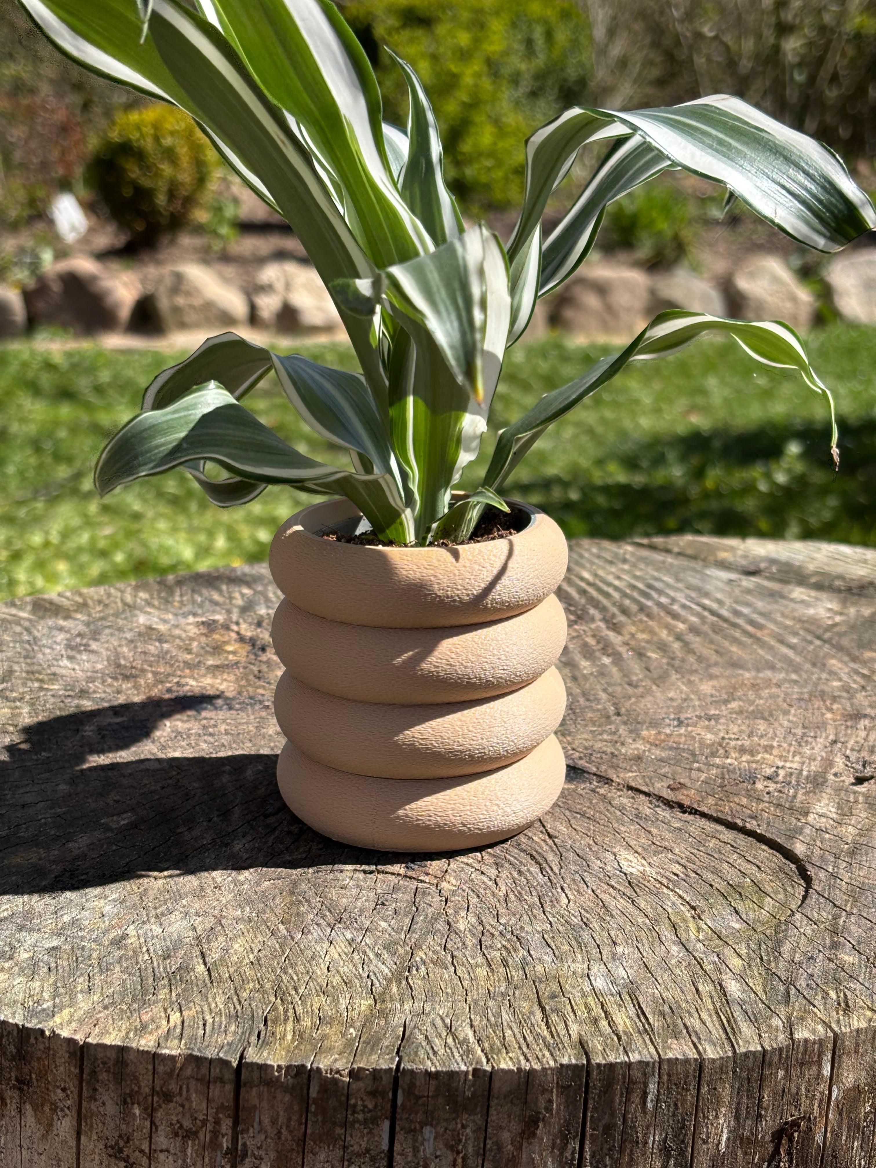 Torus - Little Plants