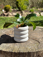 Torus - Little Plants