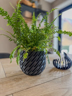 Vinden - Little Plants