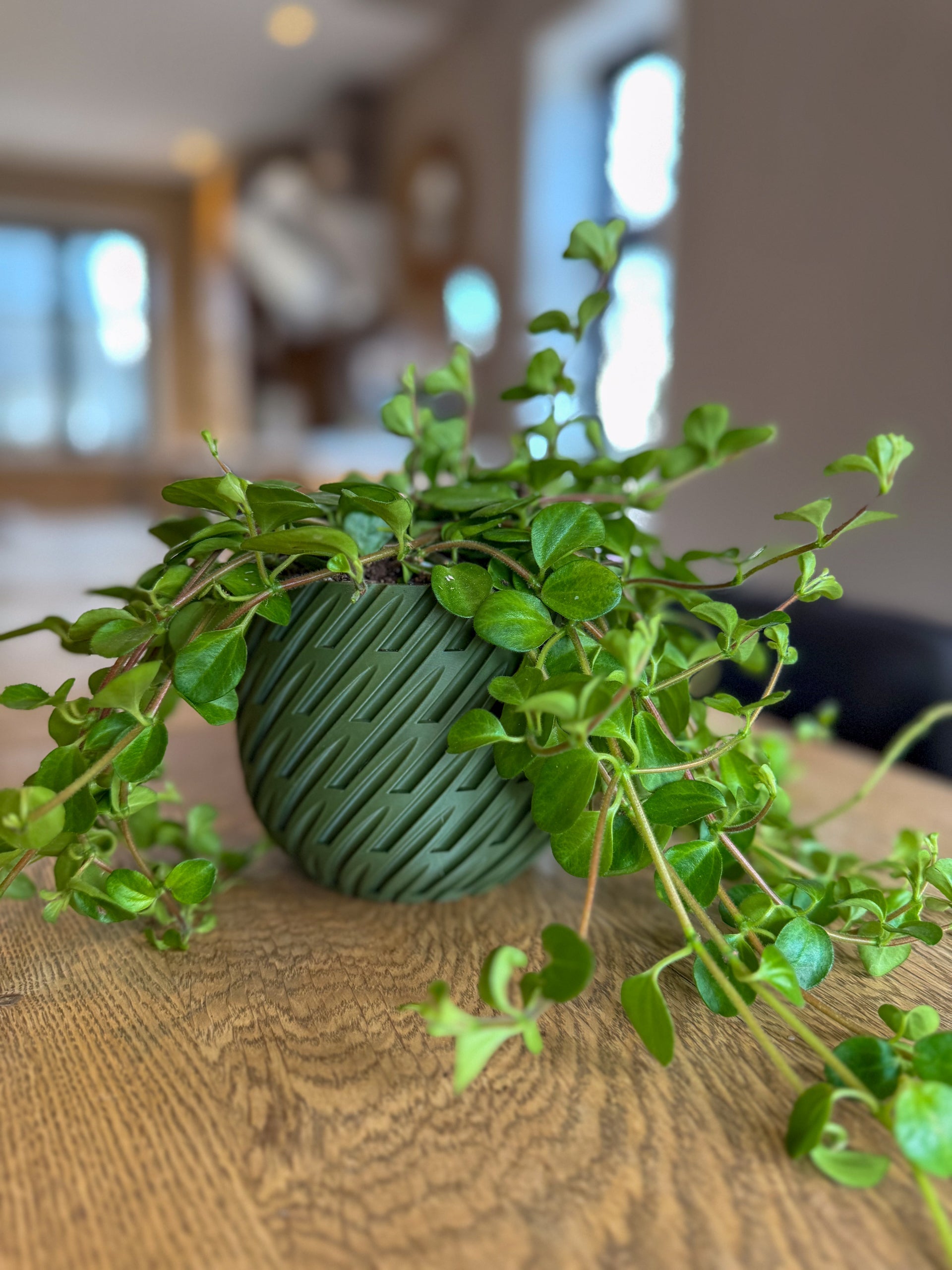 Vinden - Little Plants