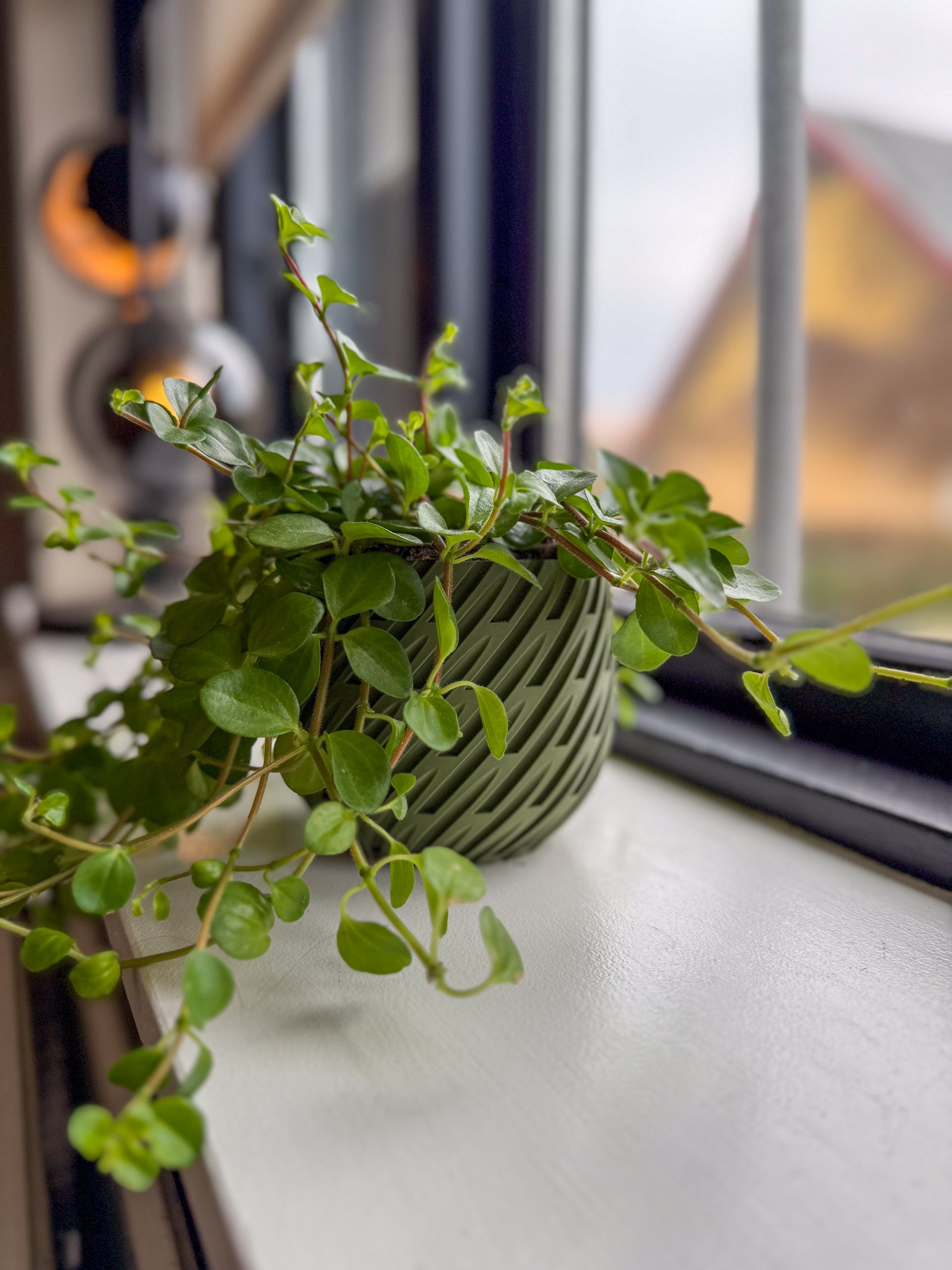 Vinden - Little Plants